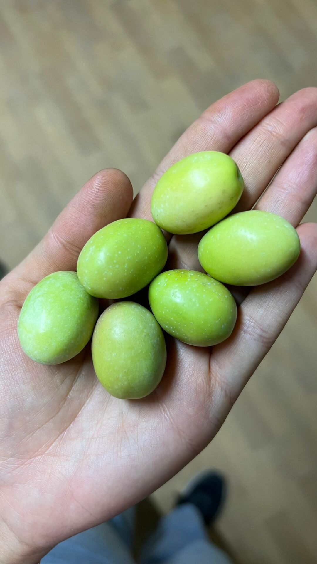 Ham Yeşil Zeytin (Halebi) - M Boy